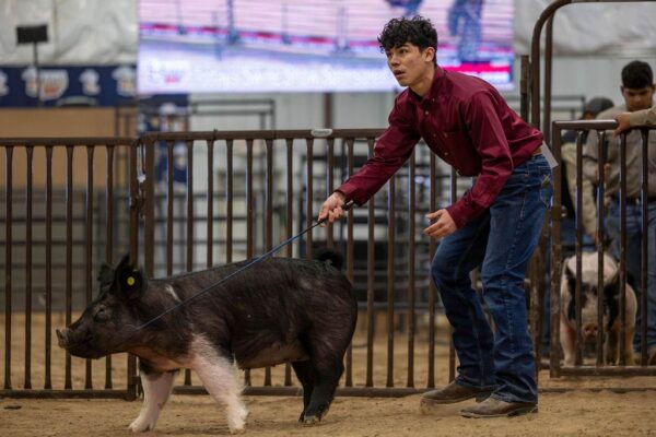Lamb Show — photo 142
