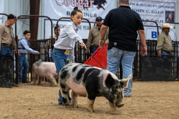 Lamb Show — photo 143