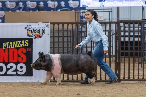 Lamb Show — photo 144