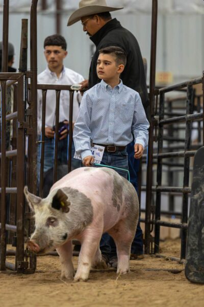 Lamb Show — photo 145