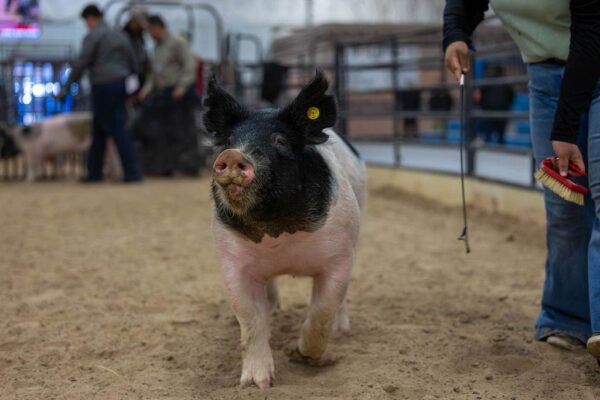 Lamb Show — photo 146