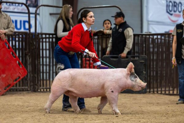 Lamb Show — photo 147