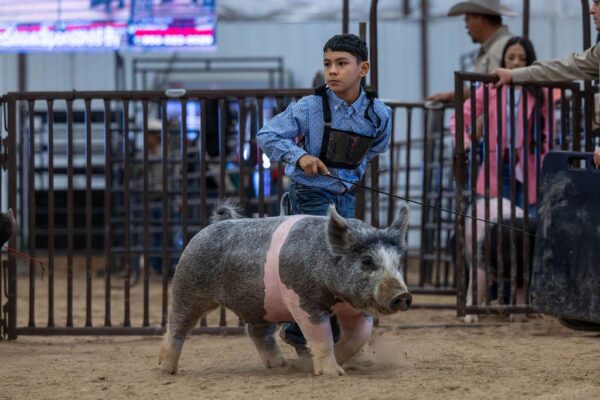 Lamb Show — photo 148