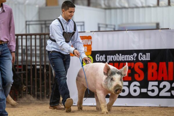 Lamb Show — photo 151